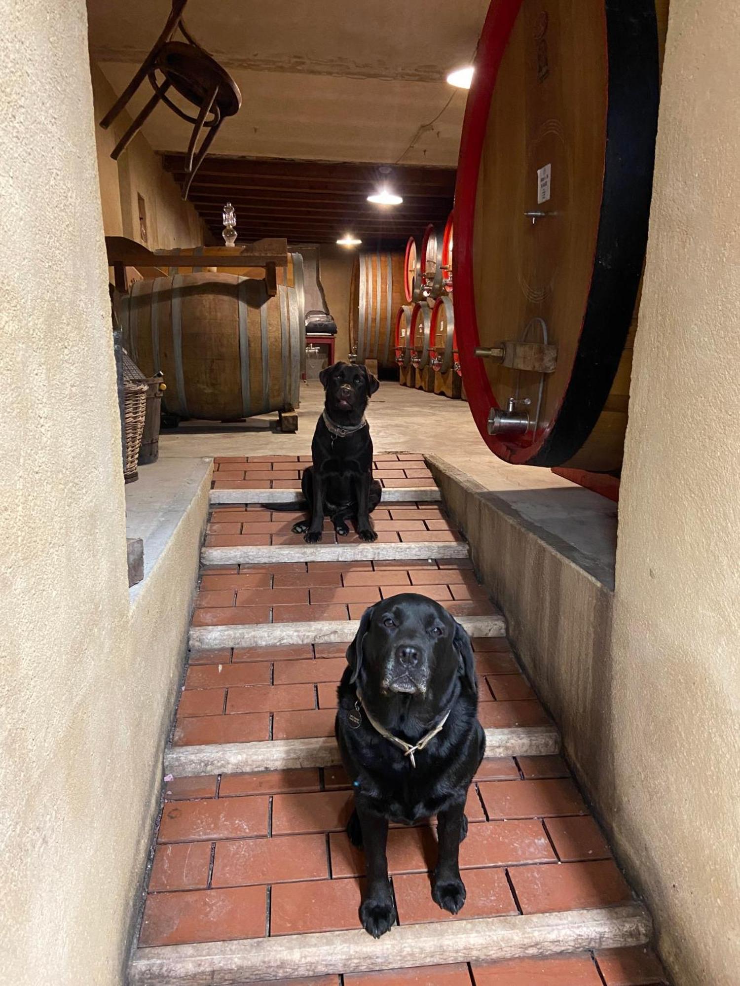 ヴェローナ La Vineria Di San Mattiaヴィラ エクステリア 写真
