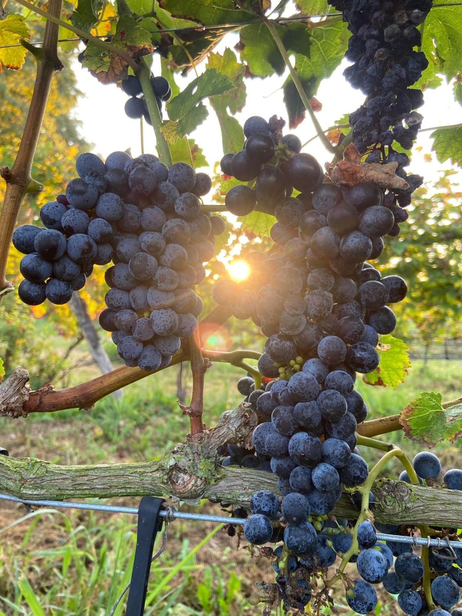ヴェローナ La Vineria Di San Mattiaヴィラ エクステリア 写真